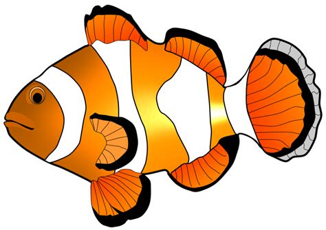 Fish clipart nemo, Fish nemo Transparent FREE for download on ...