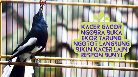 Kacer Gacor Ngobra Buka Ekor Tarung Ngotot Langsung Bikin Kacer Lain