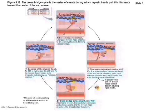 Actin Myosin Cross Bridge Diagram