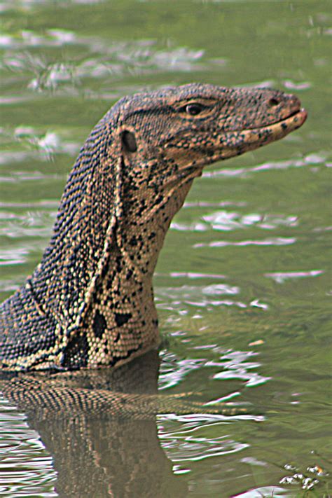 The Asian Water Monitor Lizard Varanus Salvator Owlcation