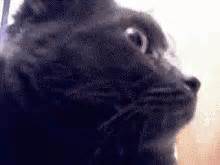 Concerned Cat GIF - Concerned cat - Discover & Share GIFs