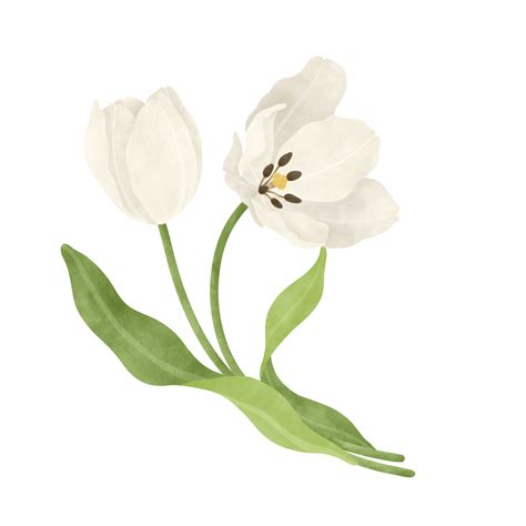 White Tulip Watercolor Illustration 25347161 PNG