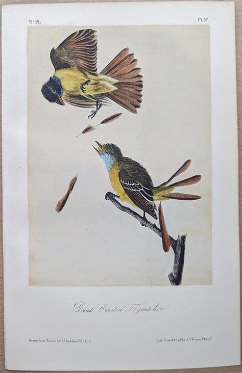 Audubon Octavo Print Great Crested Flycatcher Plate 57 3rd