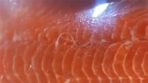 Warning Parasites Found In Packaged Salmon At Costco 2015