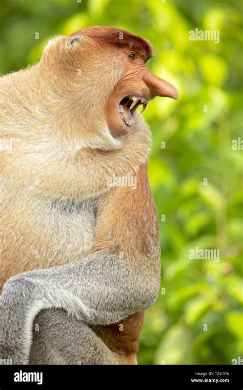 Proboscis Monkey Nasalis Larvatus Or Long Nosed Monkey Known As The