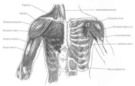 Pectoralis Major And Minor Diagram