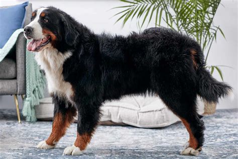 bernese mountain dog full profile history  care