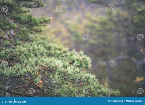 Lonely Naked Trees In Swamp Area In Autumn Vintage Retro Look Stock