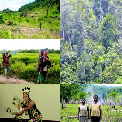 Some Of The Faces Of Shifting Cultivation In Indonesia Top Left