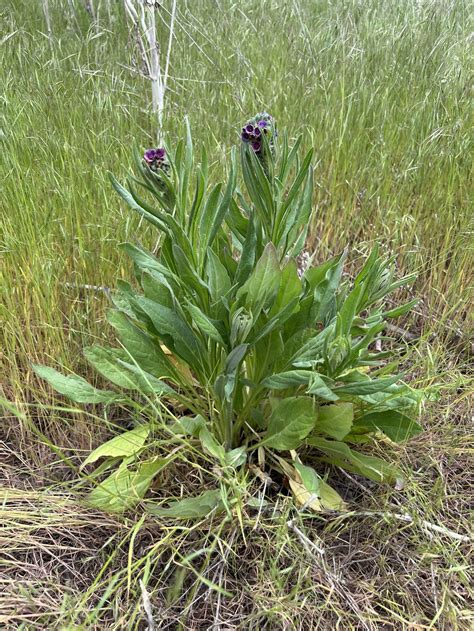 Noxious Weed Program — Invasive Species Of Idaho