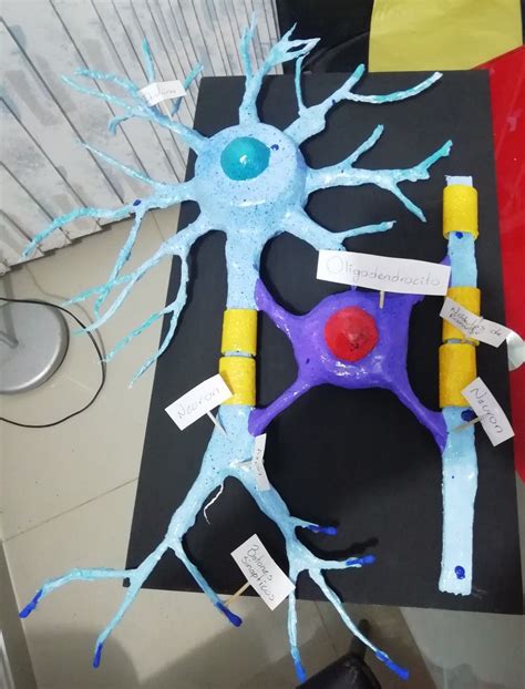 Neurona Y Sus Partes Neuronas Maqueta De Neurona Maquetas