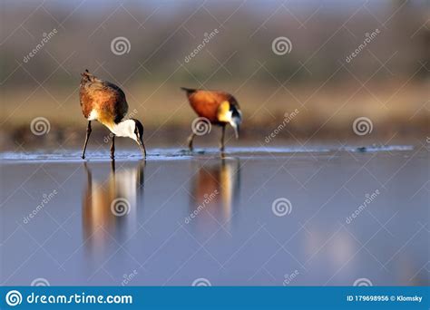 The African Jacana Actophilornis Africanus In The Shallow Lagoon A