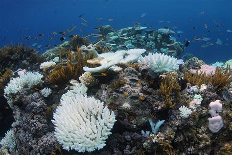 Australia Cuts Outlook for Great Barrier Reef to ‘Very Poor’ for First Time, Citing Climate ...