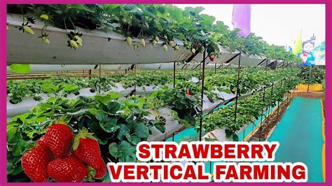 Organic Strawberry Vertical Farming • Mahabaleshwar Special Video • Day