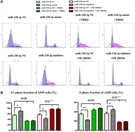 MiRNA 338 3p Inhibits The Migration Invasion And Proliferation Of