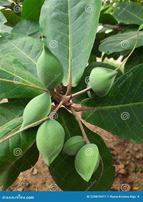 Terminalia Catappa Also Known As Tropical Almond Stock Image ...