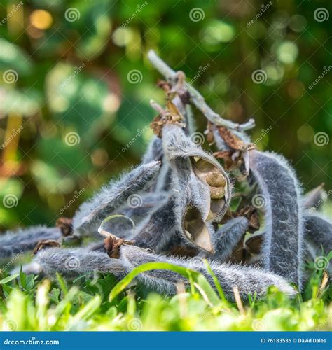 Lupin Seeds Stock Photo Image Of Season Nature Closed