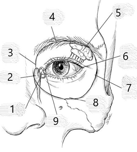 Arrt Boards Prep Anatomy And Physiology Anterior Eye Anatomy