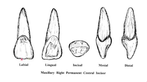 Maxillary Central Incisor Labial Aspect Youtube