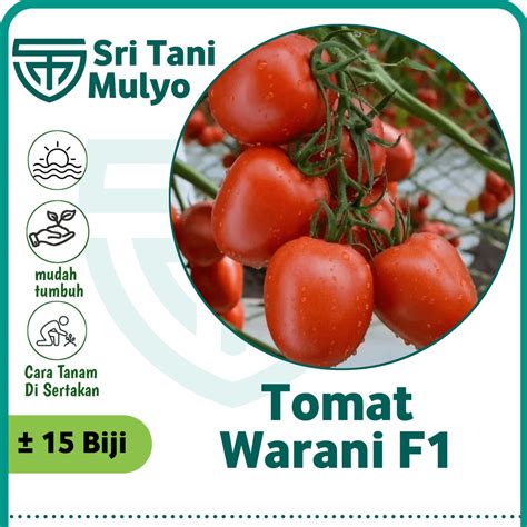 Jual Biji Benih Tomat Warani F Cap Panah Merah Tahan Virus