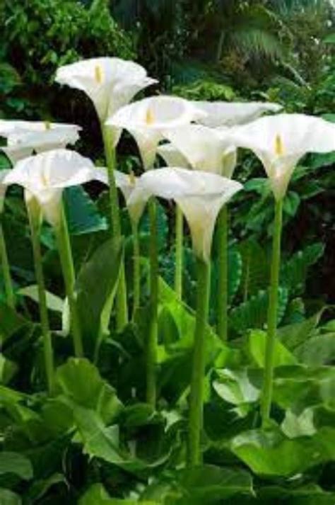 Arum Blanc Graines De Arum Blanc Graines Biologique Fleurs De Mon