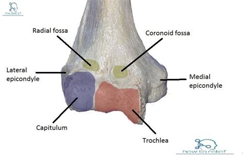 Humerus Anatomy Bony Landmarks Muscle Attachment Anatomy Human