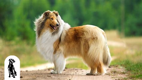 Best Herding Dog Breeds