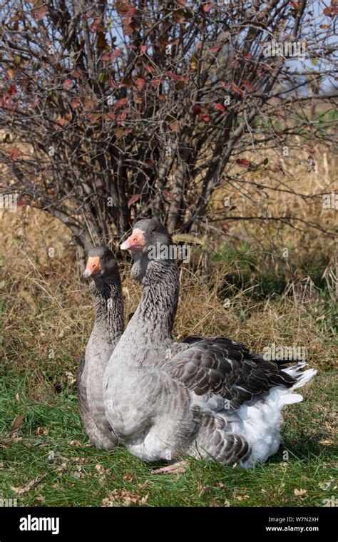 Gray Toulouse Domestic Geese Anser Anser An Old Domestic Breed