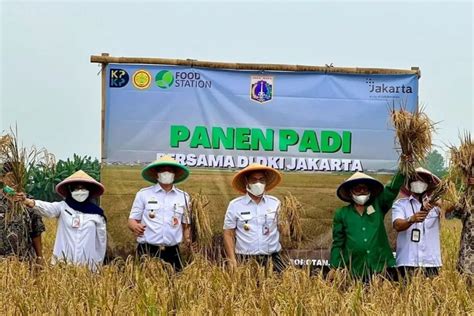 Produksi Padi Jakarta 2022 Turun Karena Banjir ANTARA News