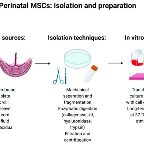 Perinatal Mesenchymal Stemstromal Cells Isolation And Preparation Download Scientific Diagram