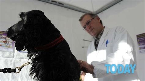 Farmaci Veterinari Via Alla Ricetta Elettronica