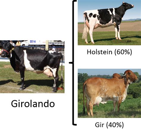 Crossbreeding | Cornell Applied Dairy Cattle Genetics