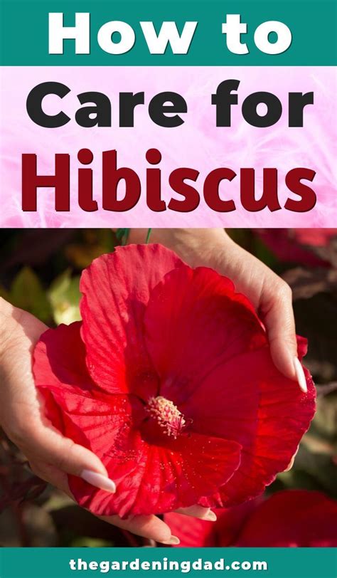 Ultimate Guide To Indoor Hibiscus Care Growing Hibiscus Hibiscus