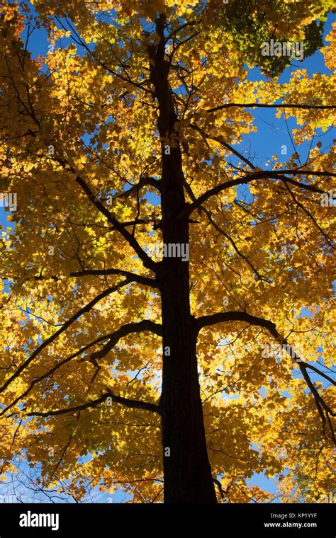 Sugar Maple Fall Foliage Wolcott Park West Hartford Connecticut