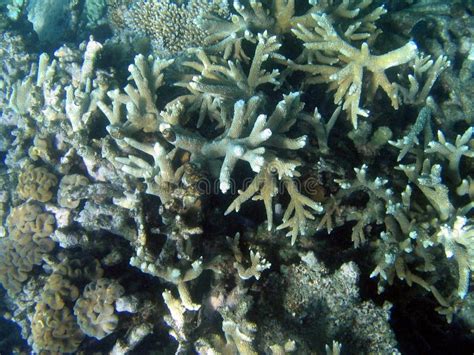 Great Barrier Reef, Underwater Picture. Image: 382935