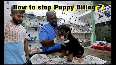 How To Stop Your Puppy Biting Chewing And Nipping Youtube