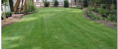 Best Zoysia Grass Fertilizer For A Beautiful Green Lawn Review