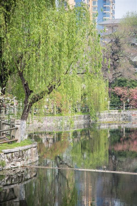 Willow Tree In Park Stock Image Image Of Lush Scenic 53038561