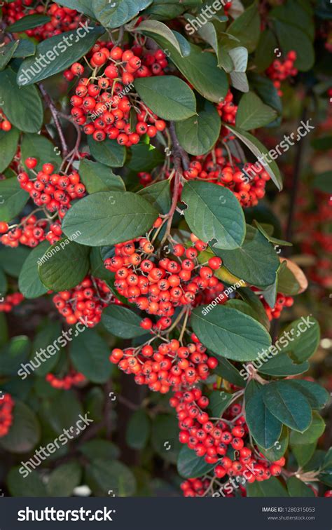 Cotoneaster Lacteus Shrub Red Berries Stock Photo Shutterstock