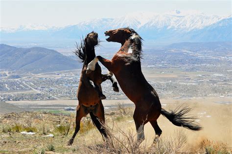 Wild Horses Fighting. Wild Mustangs Fighting. Wild Stallions | Etsy