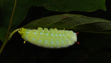 Maryland Biodiversity Project Promethea Moth Callosamia Promethea