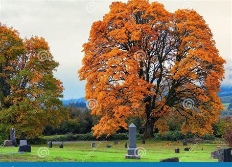 Roble El Secreto De Este Majestuoso Rbol Revelado