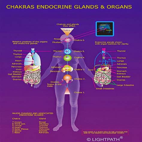 Chakras Endocrine Glands Organs Explained By Ra In The Law Of One