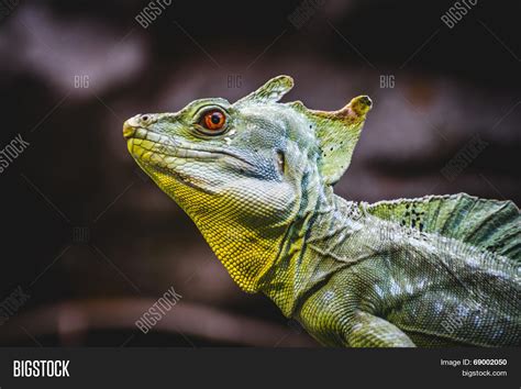 Scaly Lizard Skin Image And Photo Free Trial Bigstock