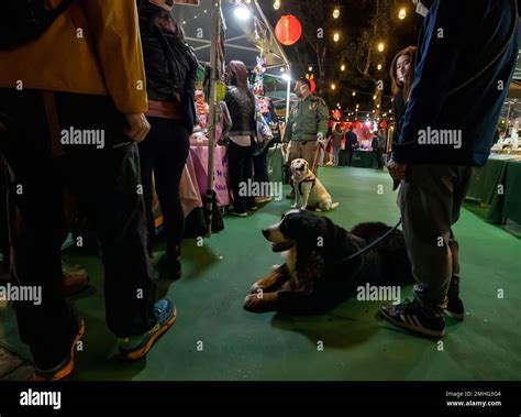 Dogs And Their Owners Hong Kong China Stock Photo Alamy