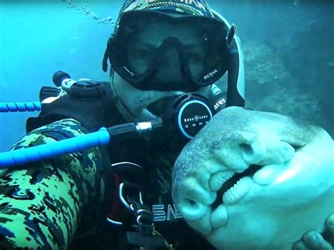 Diving Instructors One Of A Kind Friendship With Port Jackson Shark