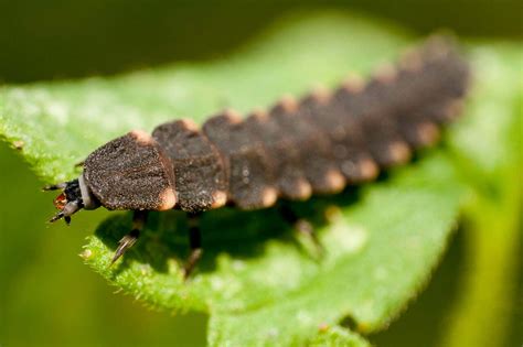 Glow Worm Symbolism - Spirit Animal Totems