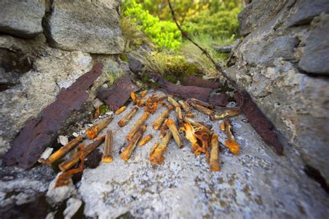 Rusty Fragments Bullets In A Dugout Stock Image Image Of Fragments