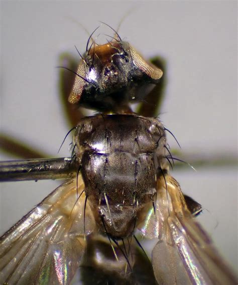 Cinochira Atra Female Head Thorax Birchley Hays Wood Flickr