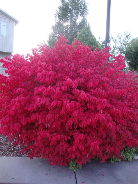 Photo Of The Entire Plant Of Burning Bush Euonymus Alatus Chicago Fire® Posted By Paul2032